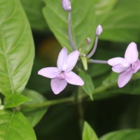 Pseuderanthemum graciliflorum (Nees) Ridl.